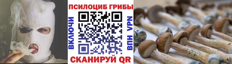 где найти   Инта  Псилоцибиновые грибы мицелий 